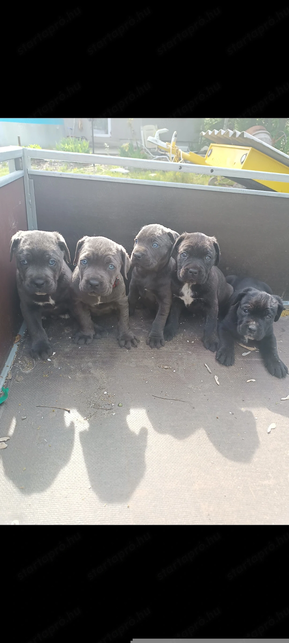 Cane corso kiskutyák eladók 