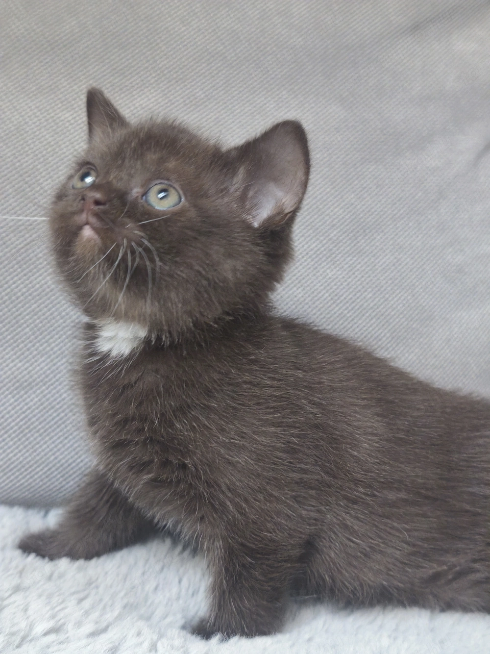 Csokoládé brit rövid szőrű kiskandúr foglalható 