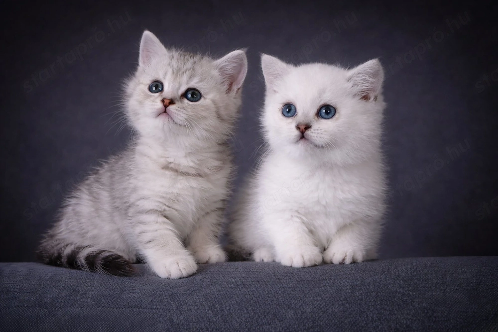 eladó brit rövidszőrű gyönyörű kiscicák