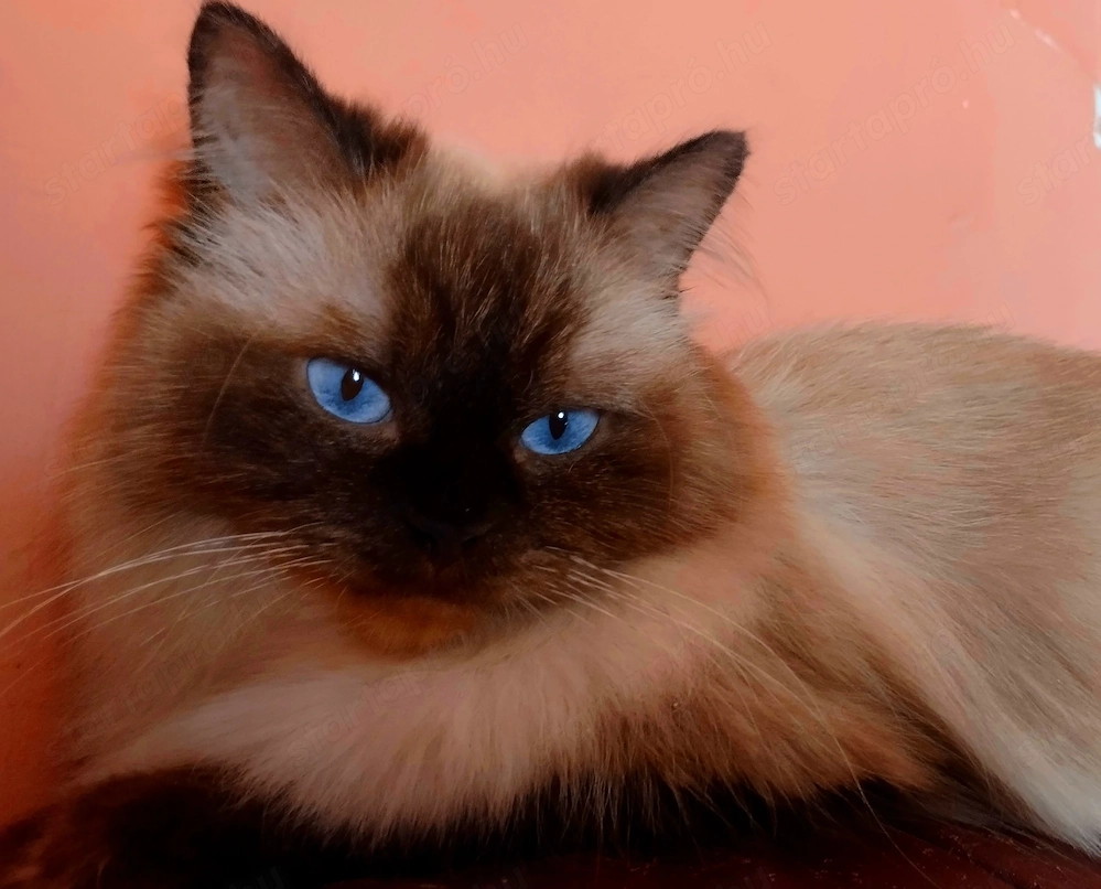 Ragdoll kandúr foglalható 2026.03.28.