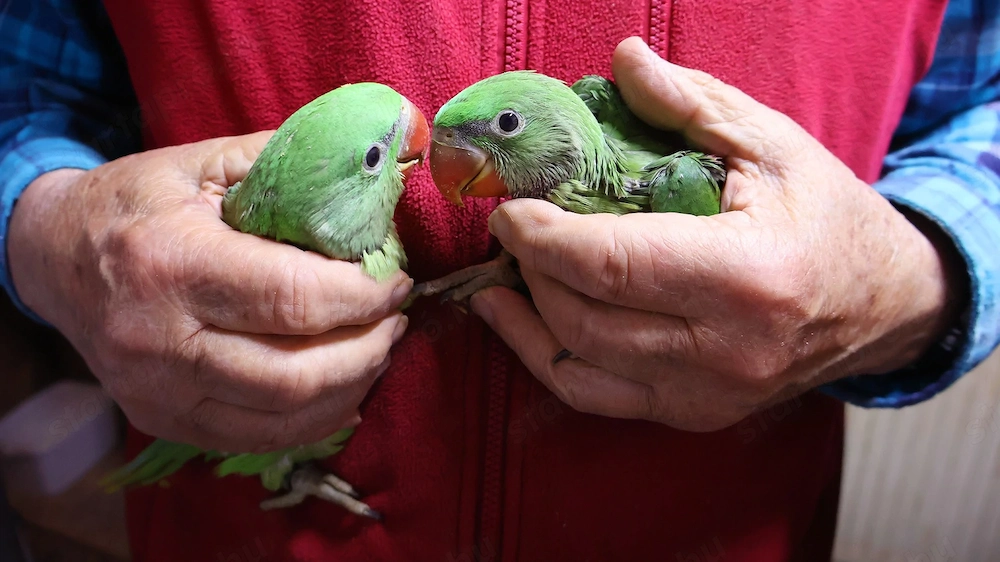 Nagysándor kék hordozó kézzel nevelt fiókák nagyon szelíd