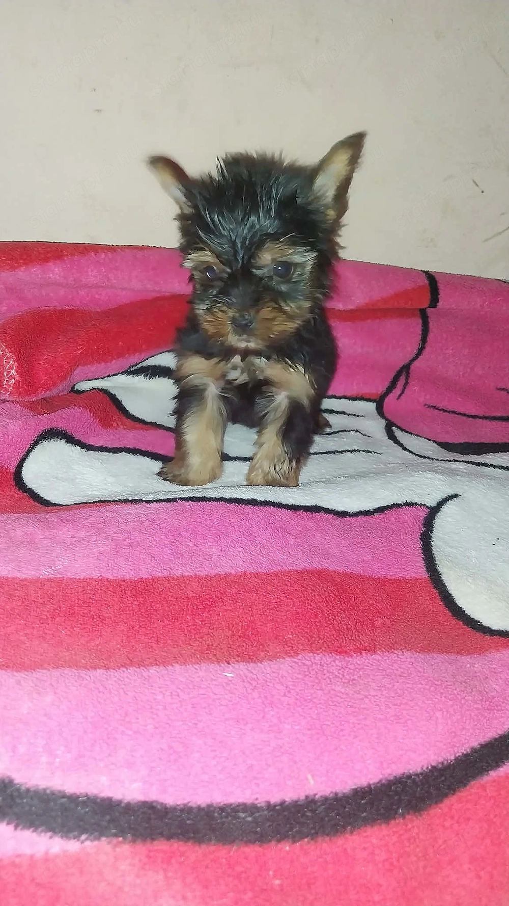 Yorki kiskutyák eladók 