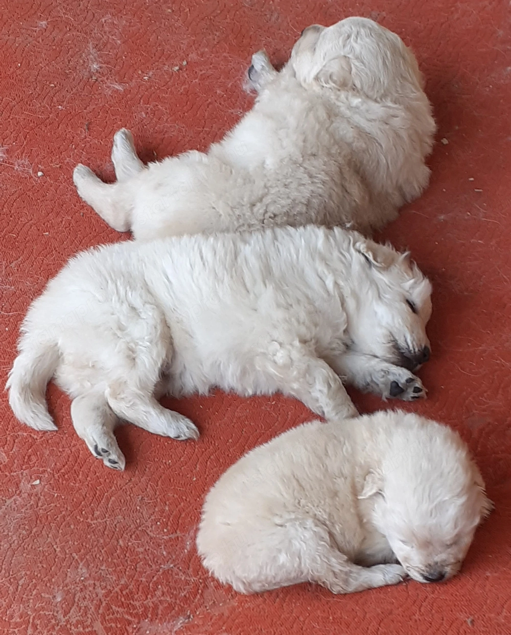 Kiskutyák eladók Kis-Balatonnál