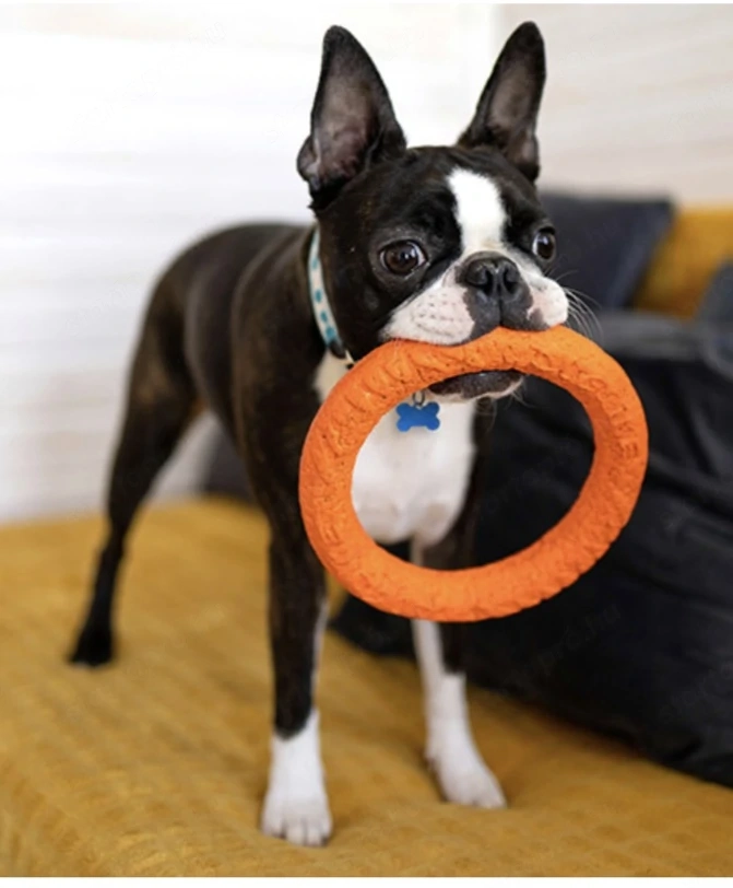 Eladó Boston terrier kiskutya