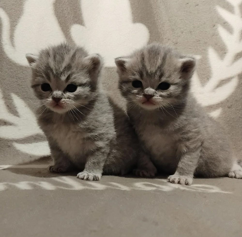 Brit kiscicák foglalhatóak