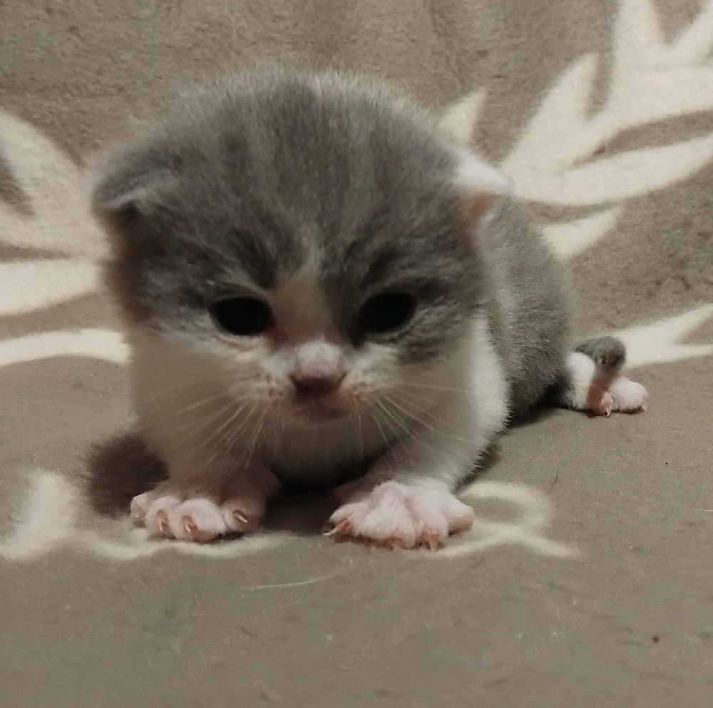 Brit kislány kiscica foglalható