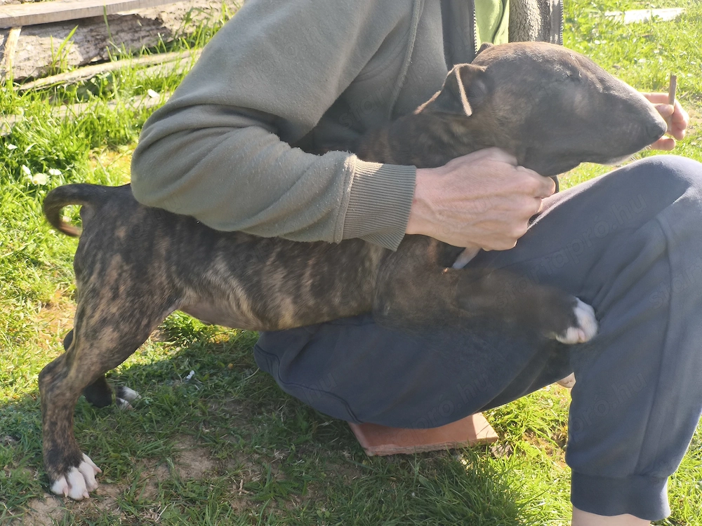 Bull terrier kiskutyák