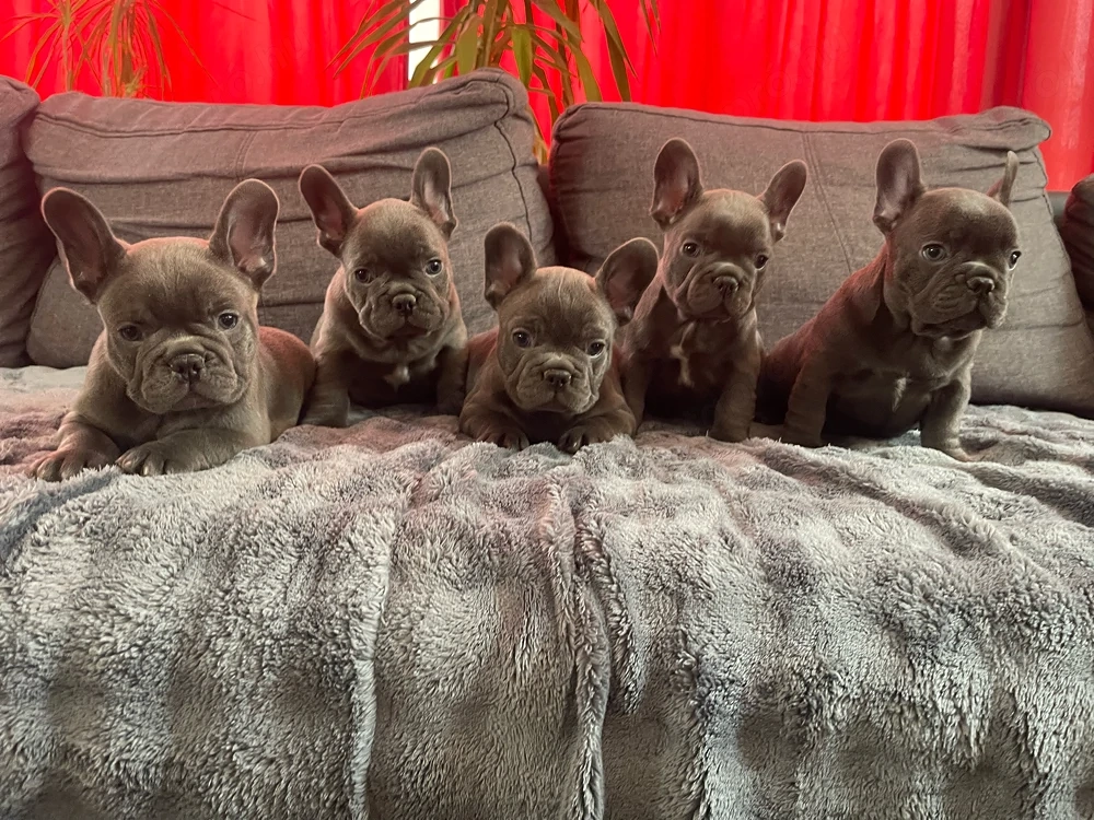 Francia bulldog kiskutyák