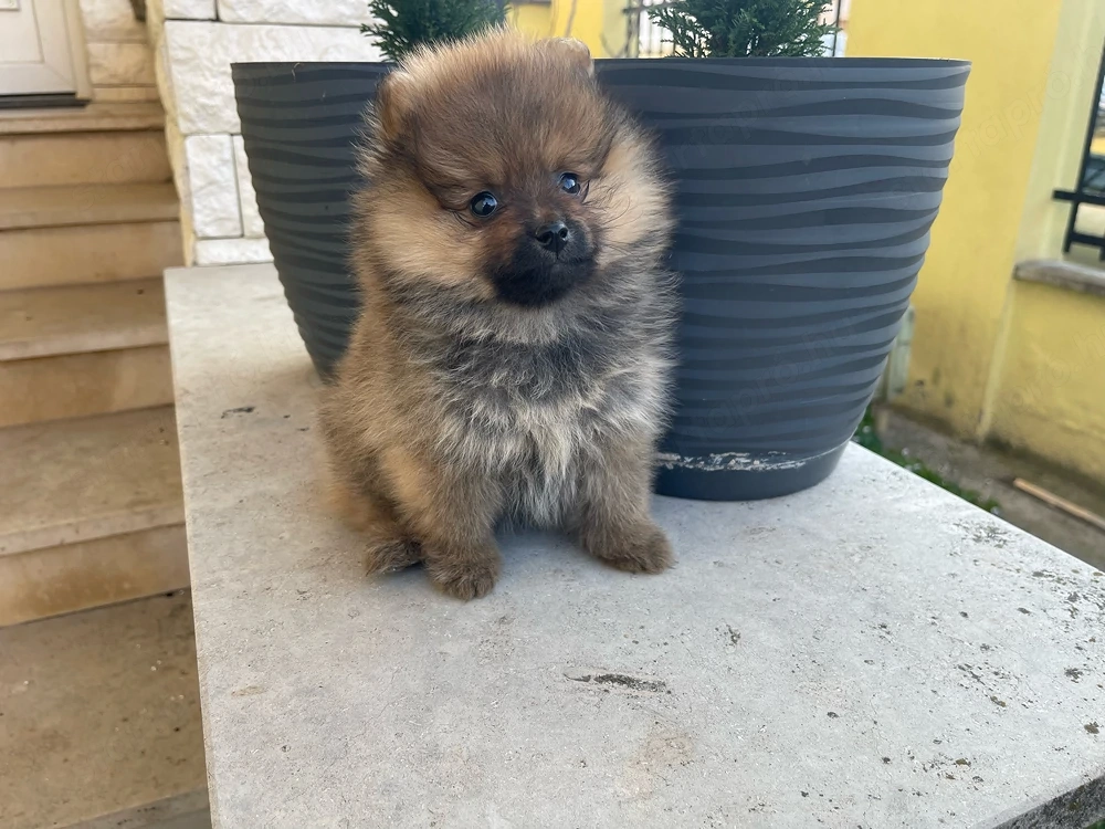 Pomerániai Törpe Spitz kiskutya Pomerániai Törpespicc kiskutya