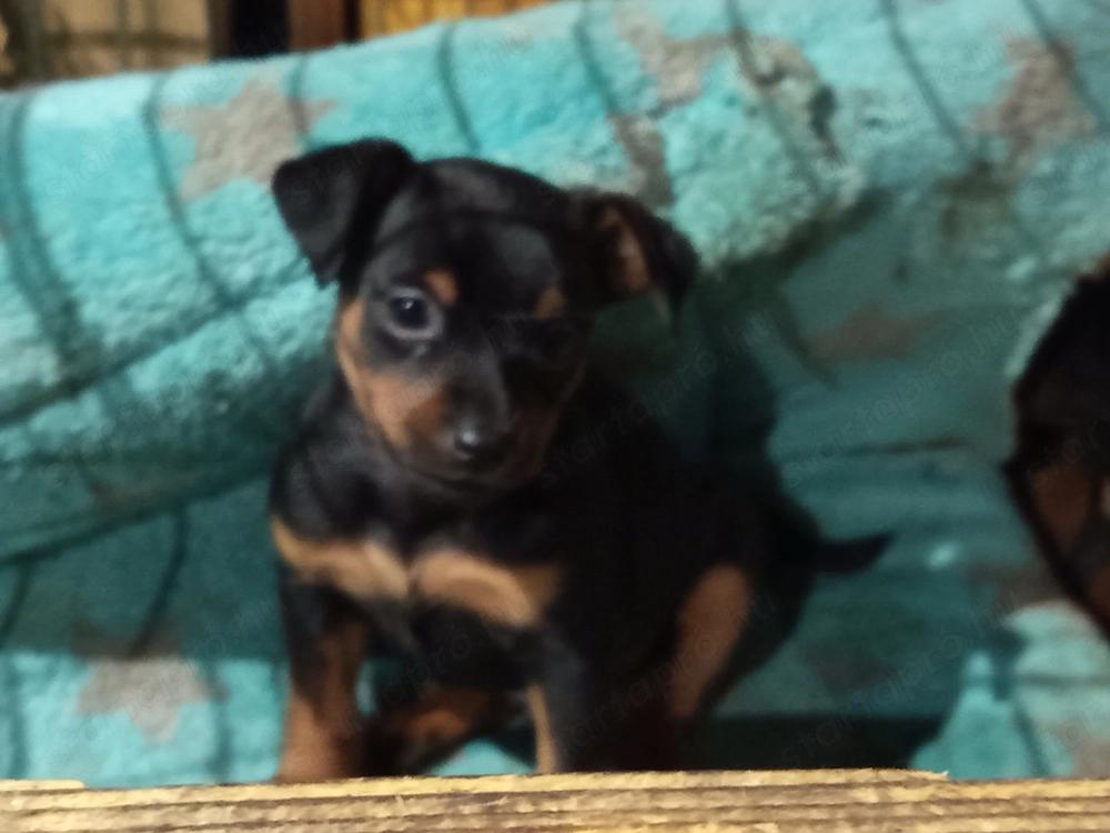 Törpe pincser szuka