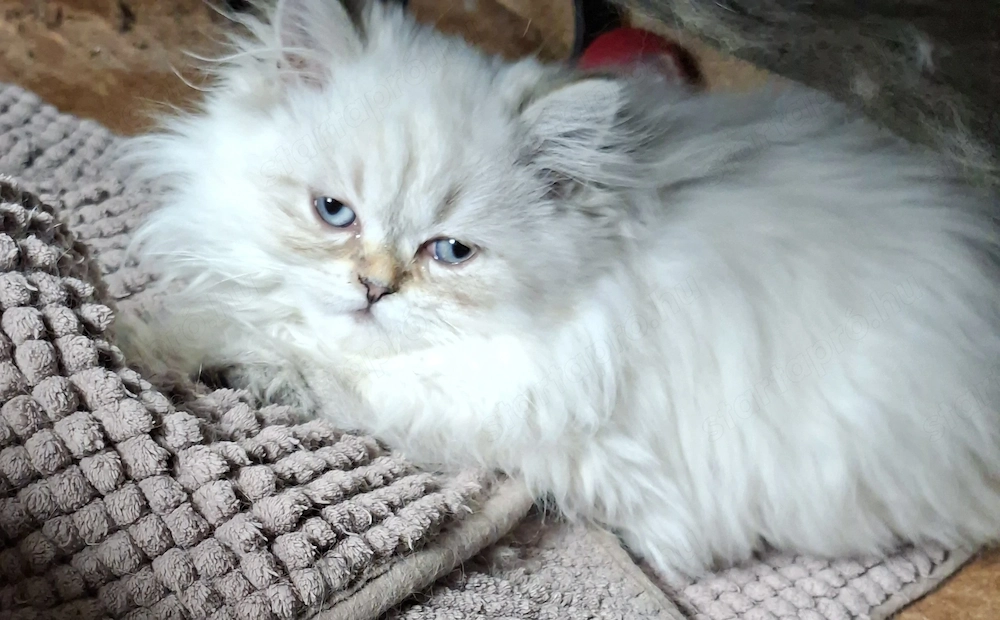 Gyönyörű perzsa kiscicák ár alatt eladók!