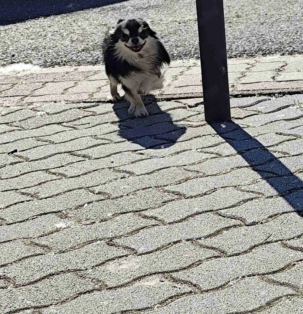 Csivava-Chihuahua  Törzskönyvel rendelkező hosszú szőrű fedező hím 