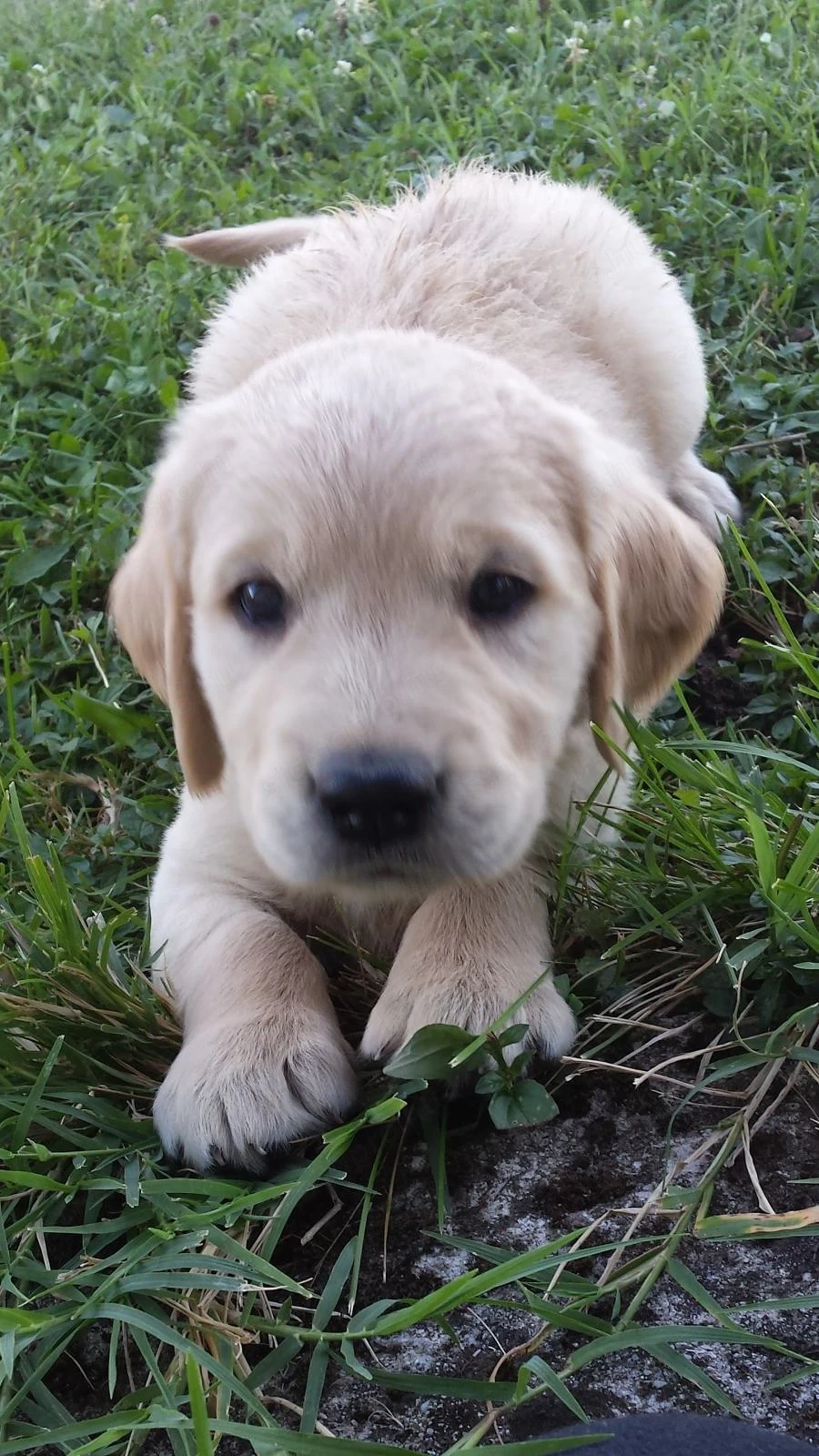 Golden retriever 8 hetes kiskutyák