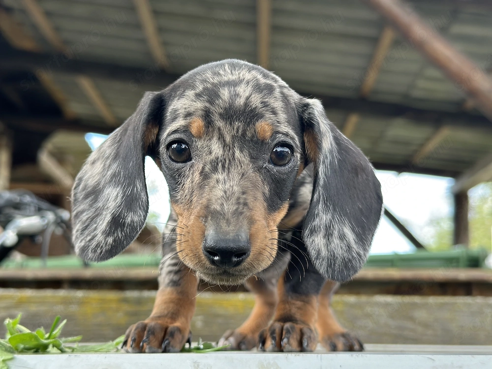 Fajtatiszta törpe tacskó kiskutyák