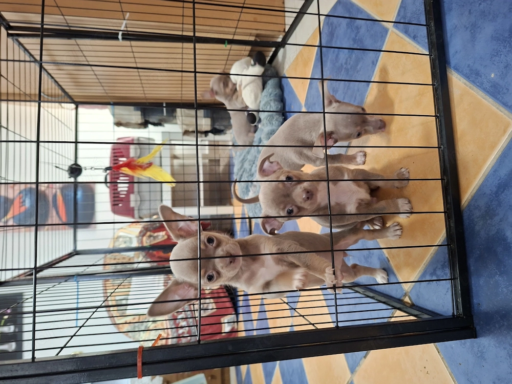 Ritka színű csivava gyerekek eladóak.