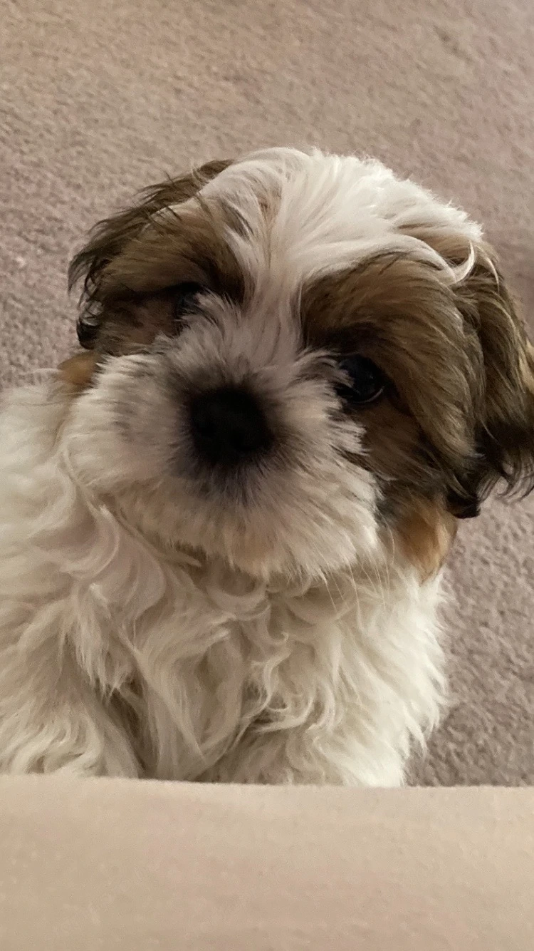 shih tzu kan kiskutya