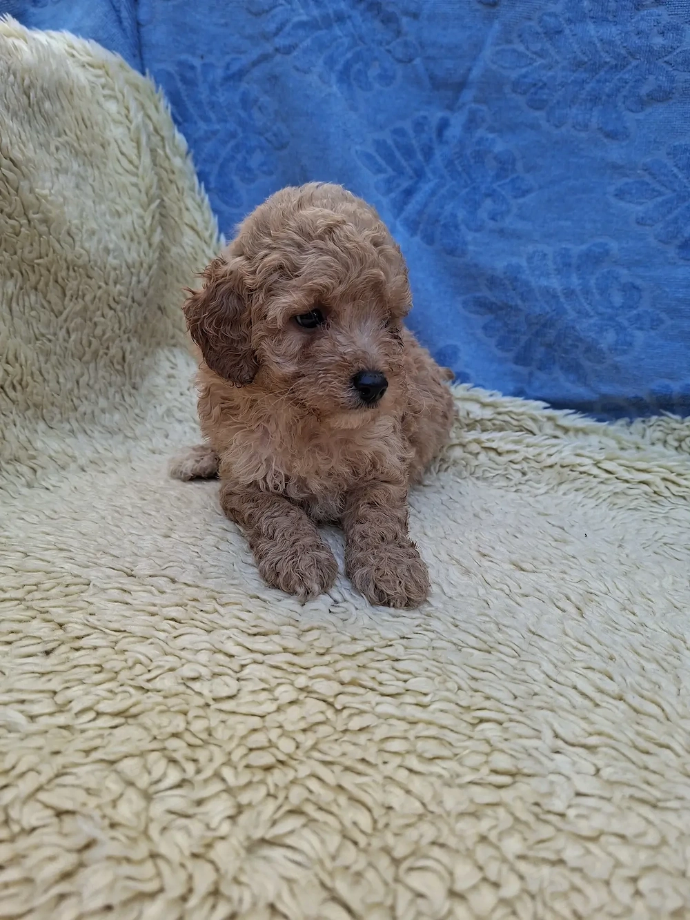 Toy uszkár kislány eladó.