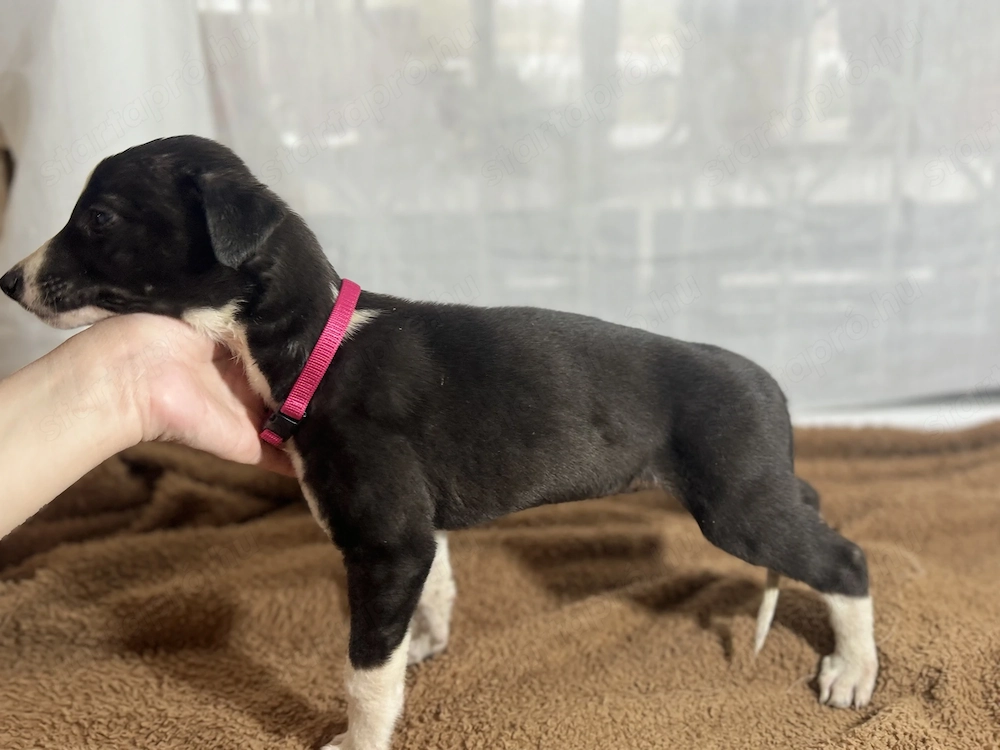 Ír Agár Greyhound kutyak 