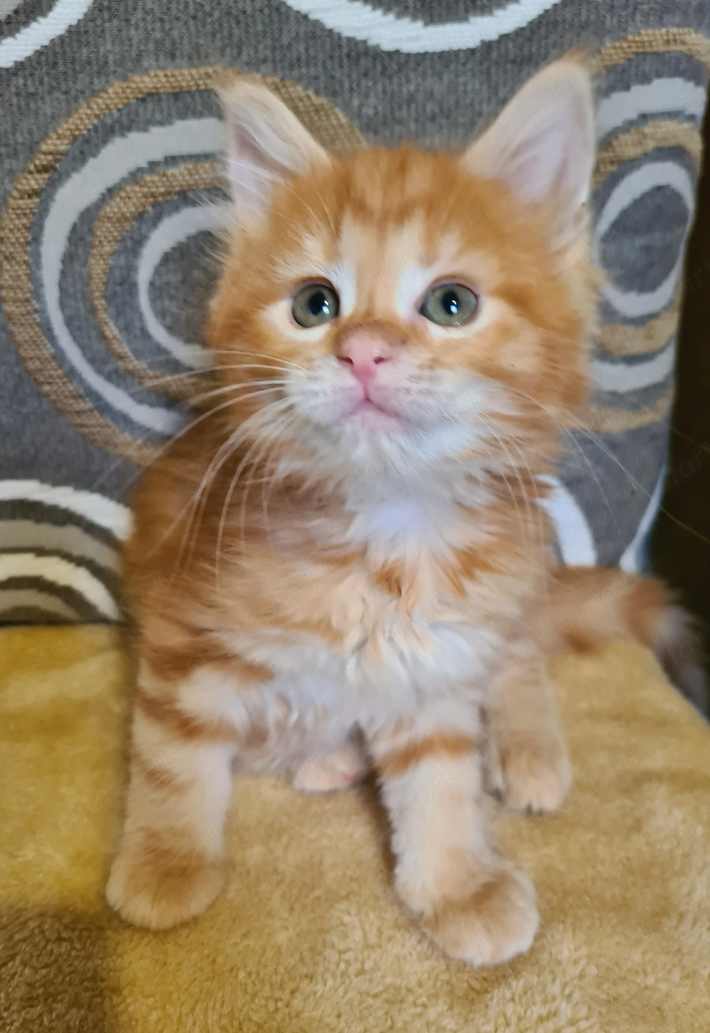 Törzskönyvezett szülőktől Maine Coon babyk foglalhatók!
