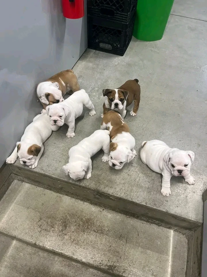 Angol bulldog kölykök