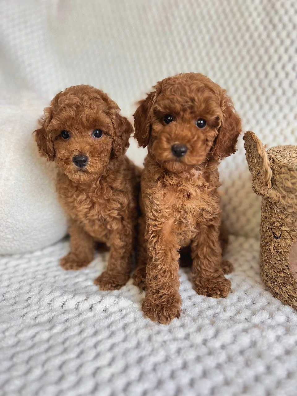 Maltipoo kölykök kaphatók