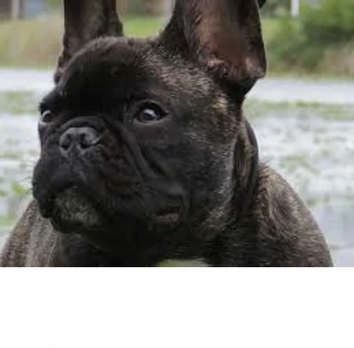 10 hónapos csíkos Törzskönyves Francia bulldog szuka eladó áron alul