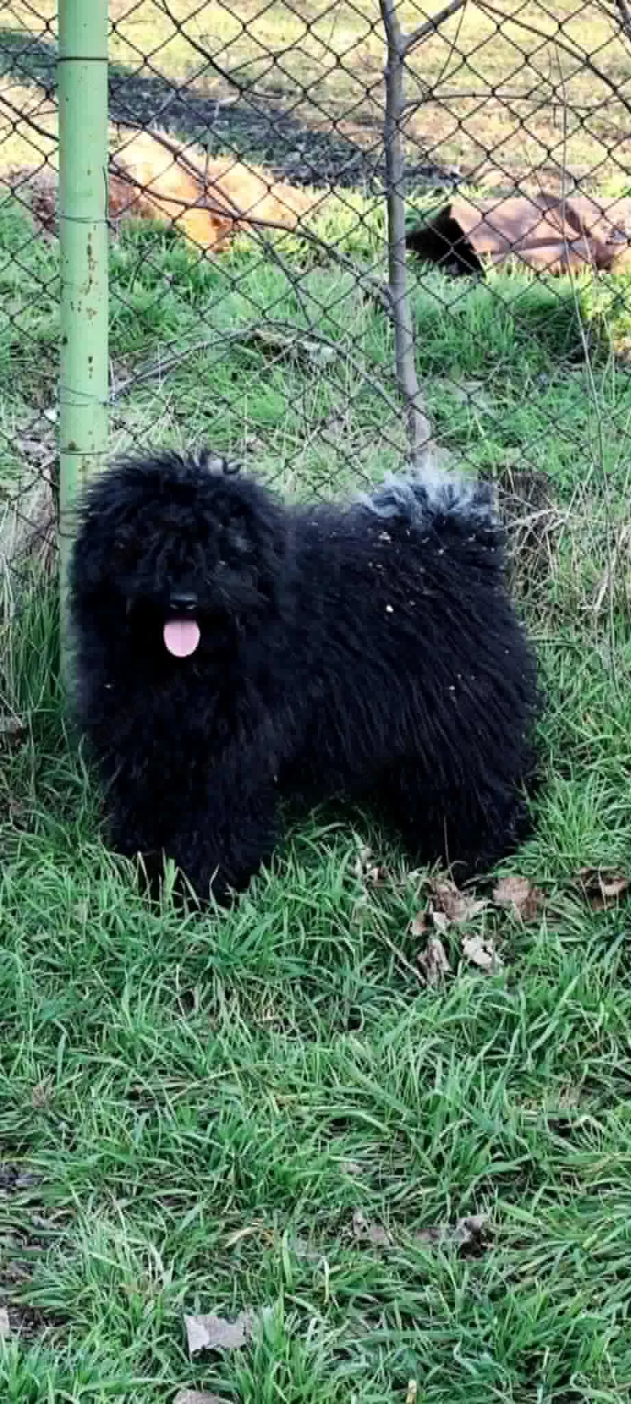 puli Fekete szuka terelni kiváló 1éves eladó