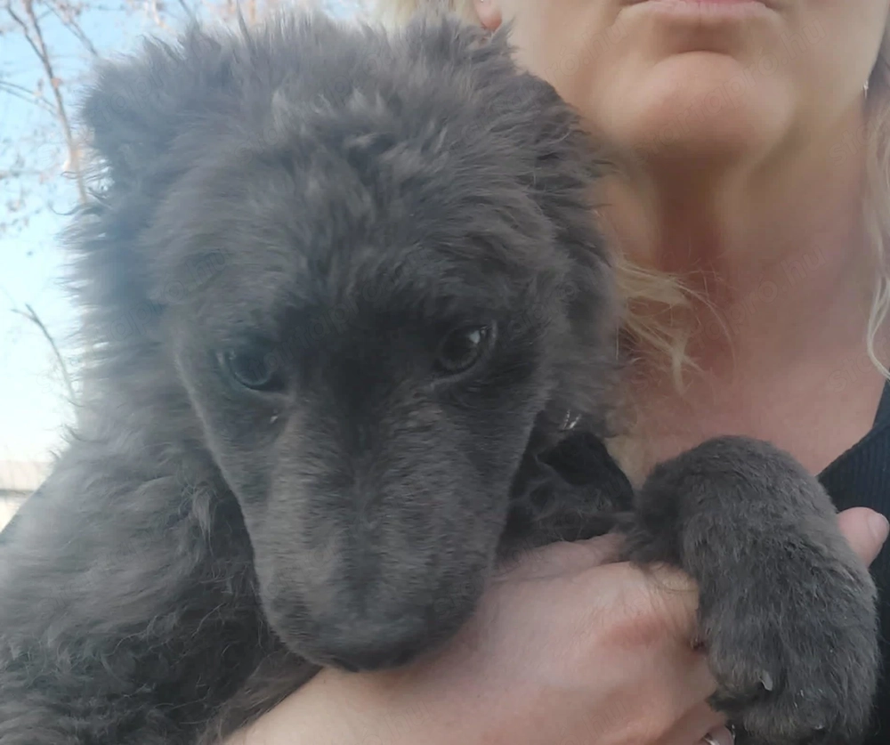 1éves Mudi pár eladó törzskönyvesek Hamvas szuka Cifra kan