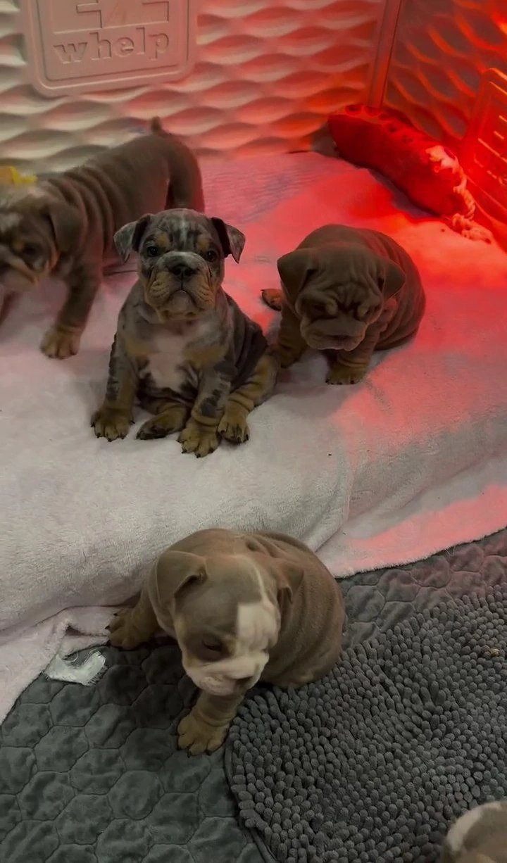 Imádnivaló angol bulldog kölykök örökbefogadásra készen