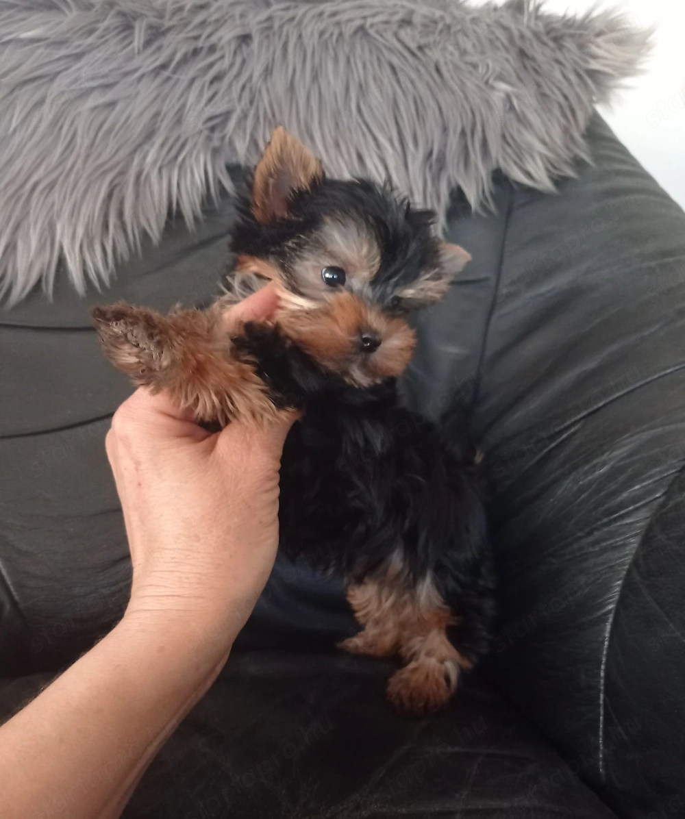 yorkshire terrier ( yorki ) kiskutyák