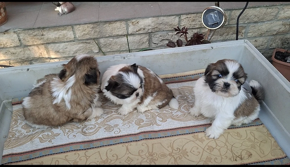 Shitzu Fiúk eladók