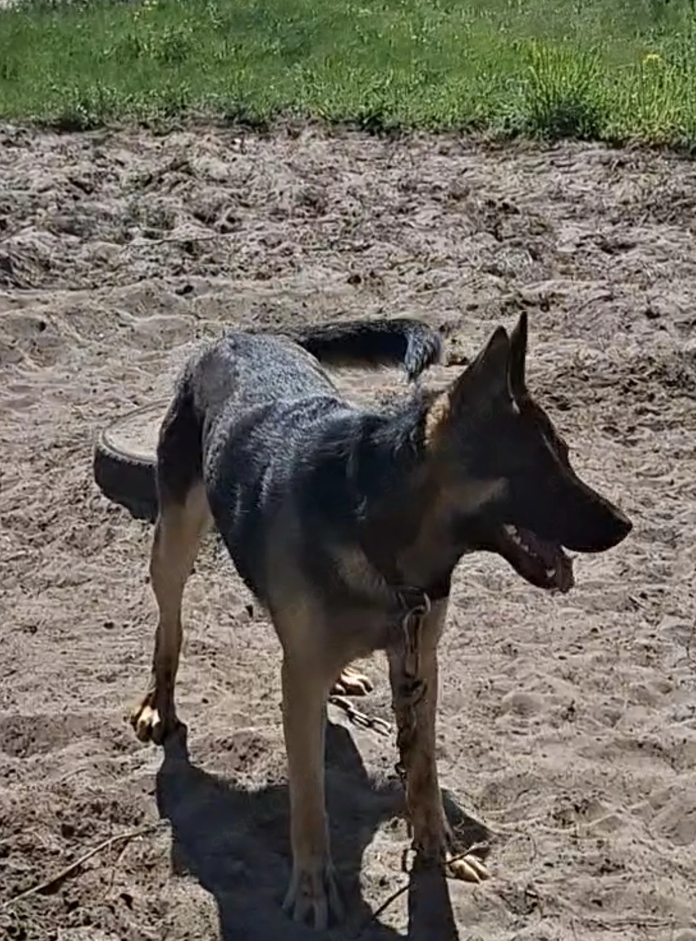 Német juhász belga keverék kan jelképes összegért elvihető