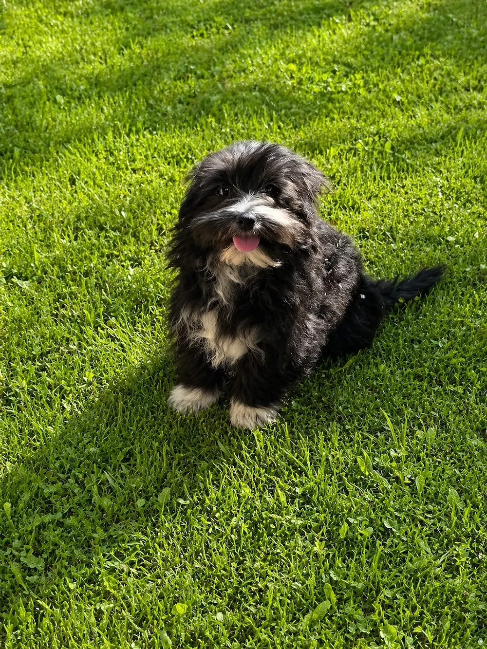 Eladó Bischon  kutyusok 