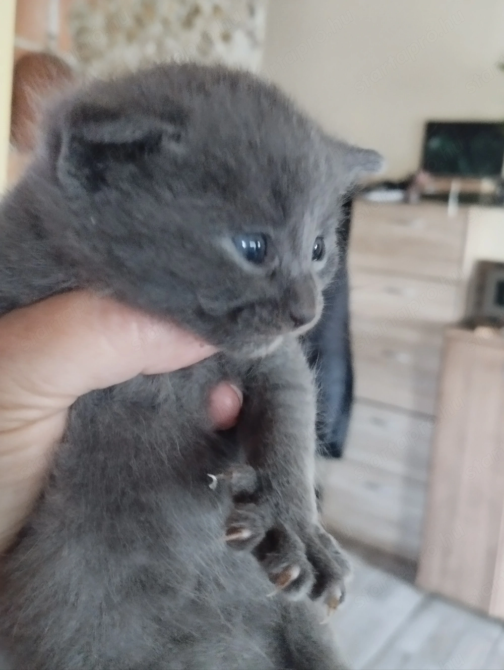 Skót lógó és   llófülű cicusok