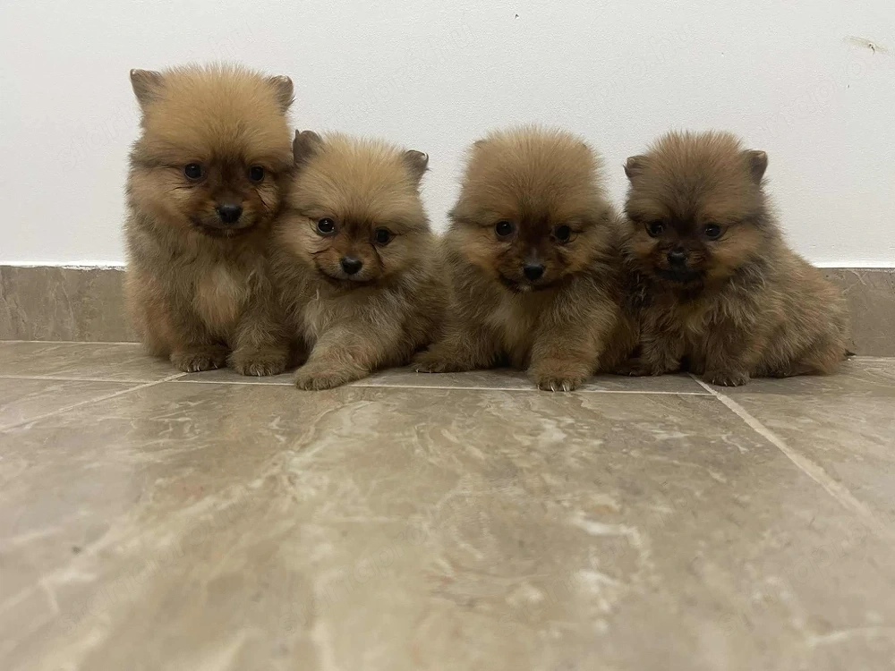 Pomerániai Törpe Spitz kiskutyák Pomerániai Törpespicc