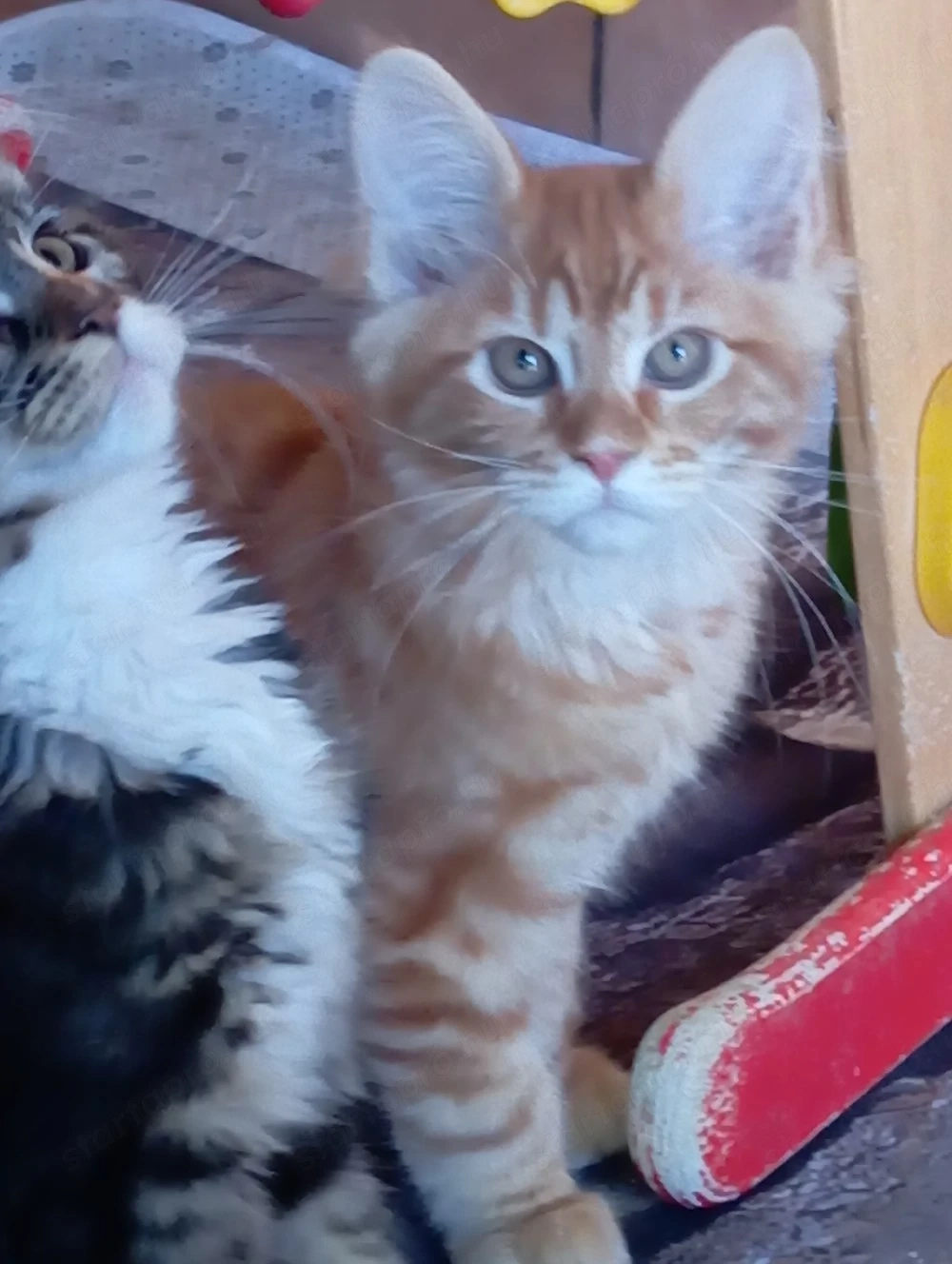 Maine coon cicák.