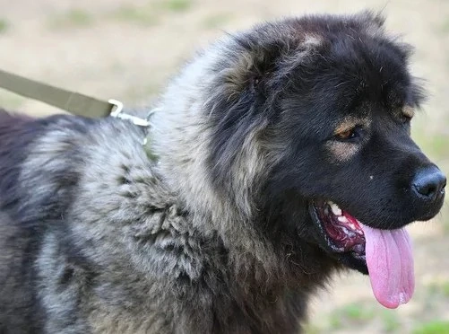 kaukázusi kölykök elvihetők