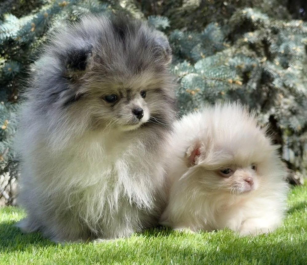 Pomerániai törpe spitz