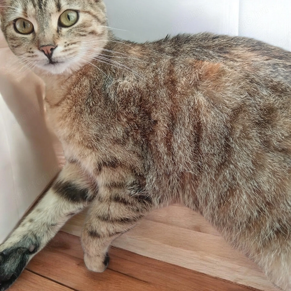 Cirmos Macska Szerető gazdát keres 