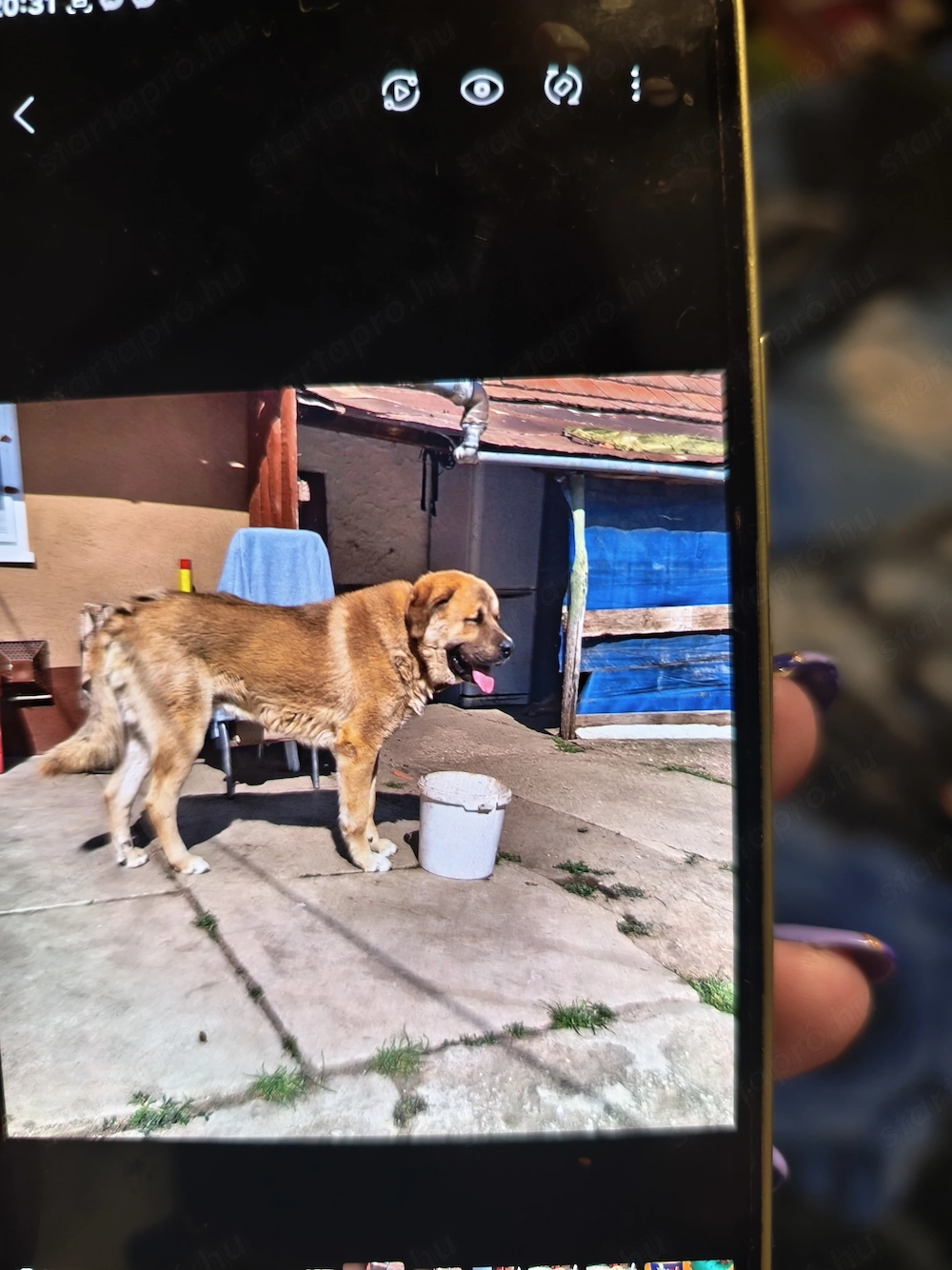 Kutya ajándekba ingyen 