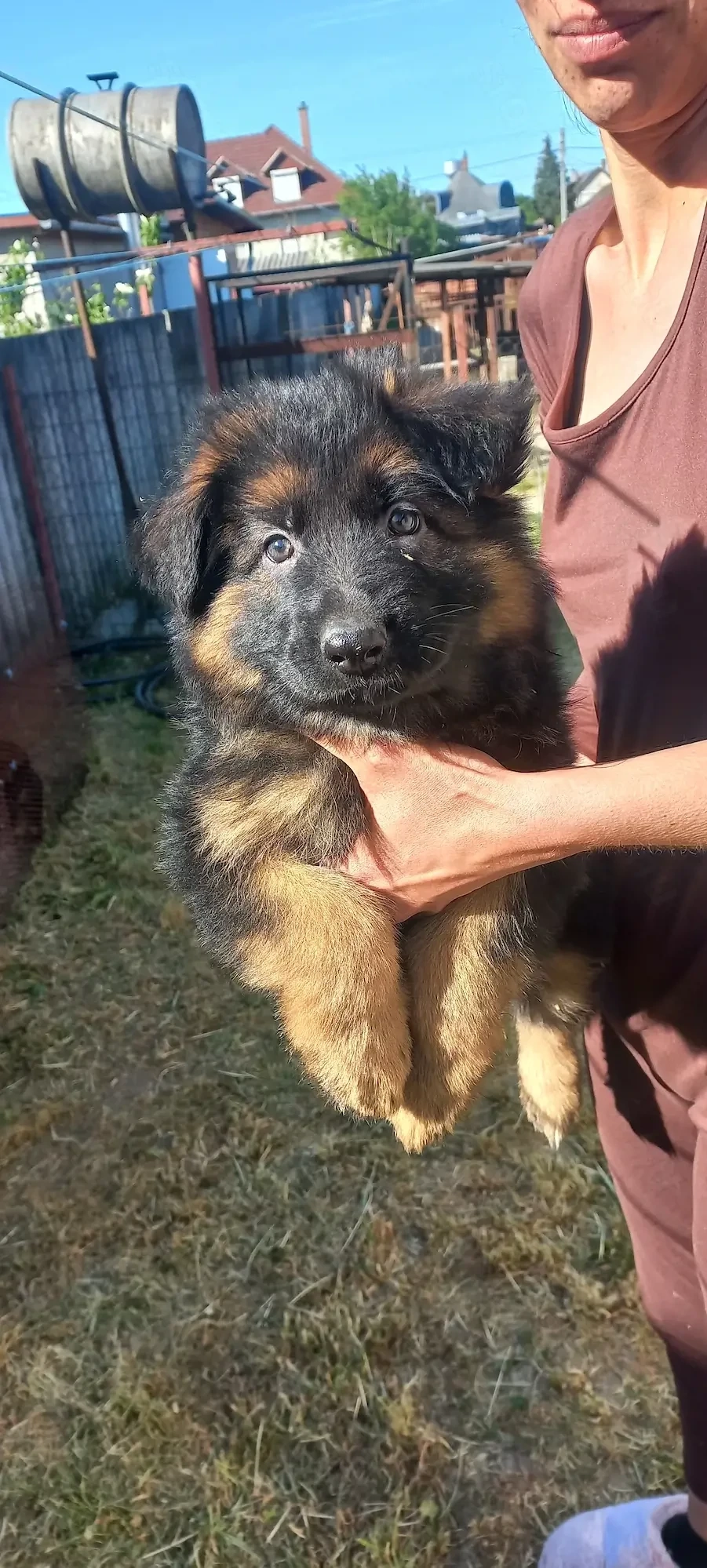 Német juhász fajtatiszta kis kutyák eladók németjuhász 