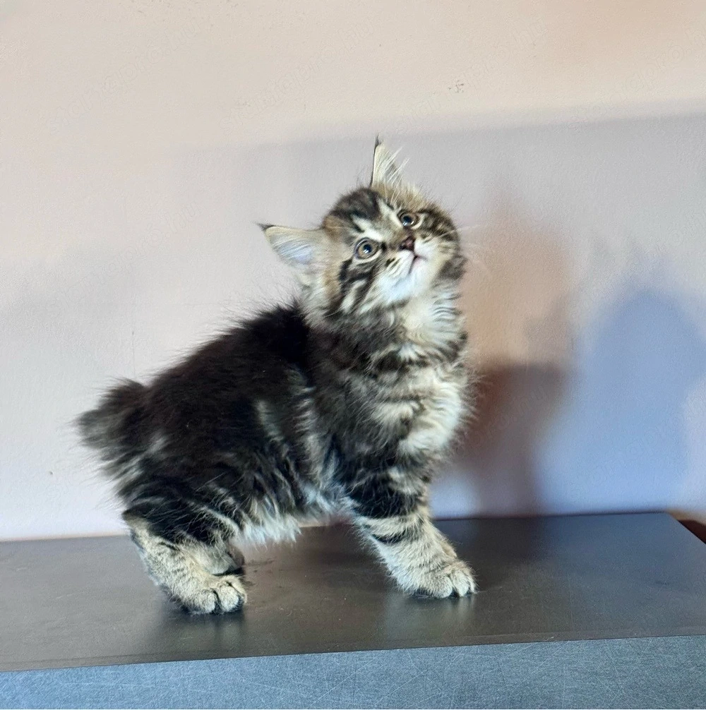 Kuriliai bobtail macska eladó 