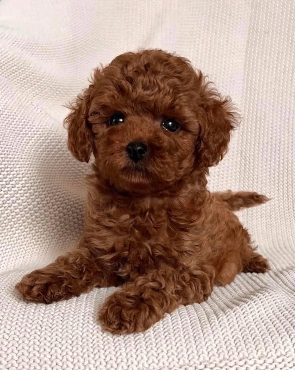   toy uszkár kiskutyák  