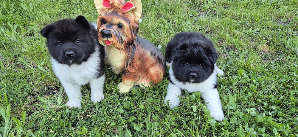 Amerikai akita kölykök