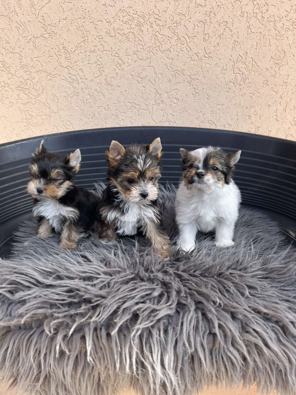 yorkshire terrier kiskuty k