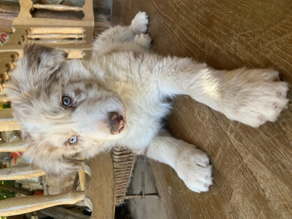 Border collie csoki merle kisfiú