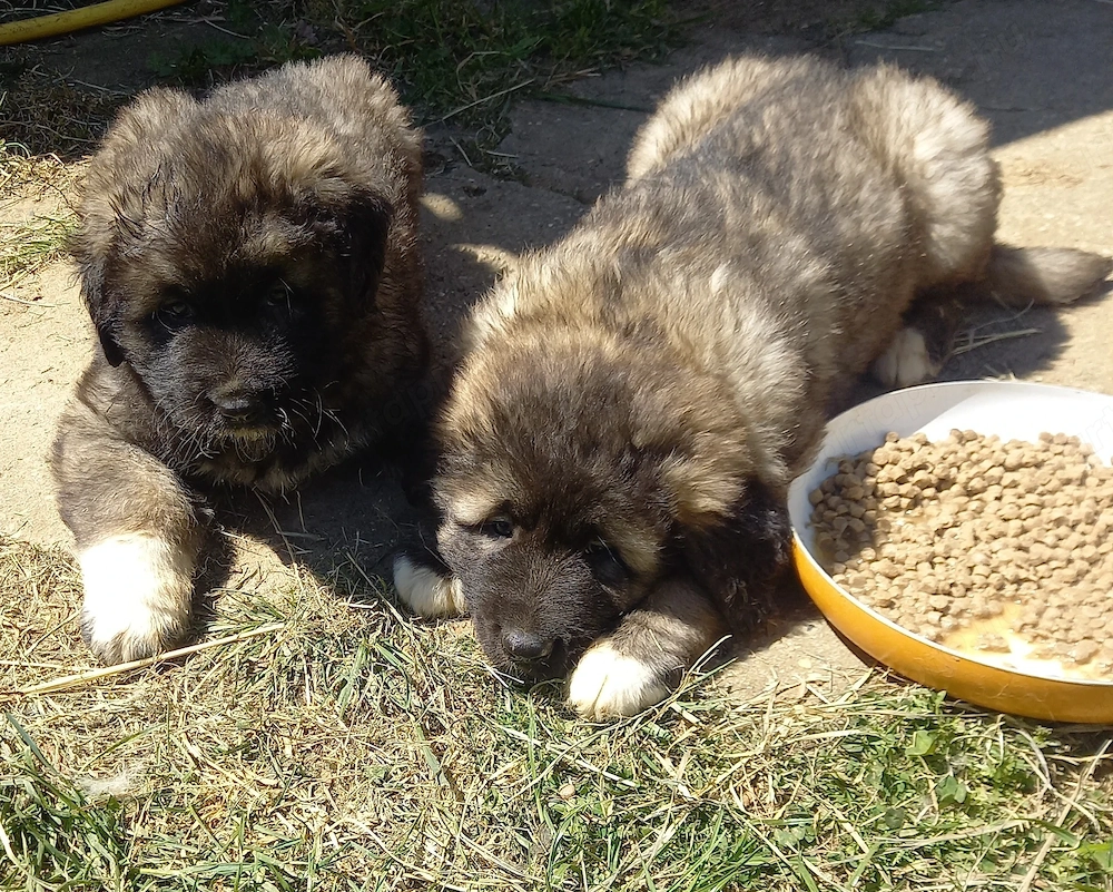 Kaukázusi kan kölykök