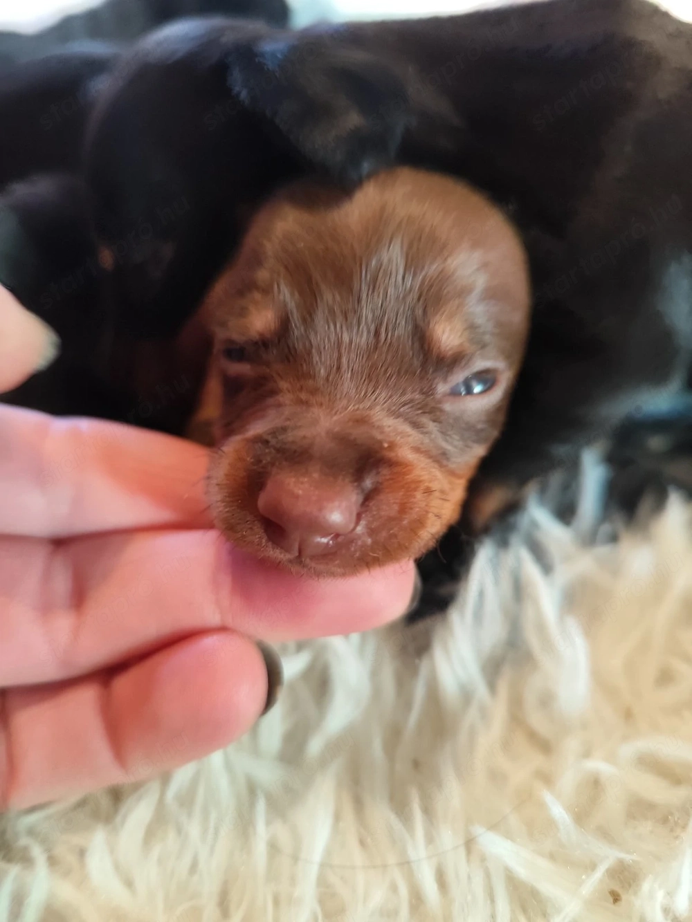 Tacskó kiskutyák Törpe Tacskó kisfiúk