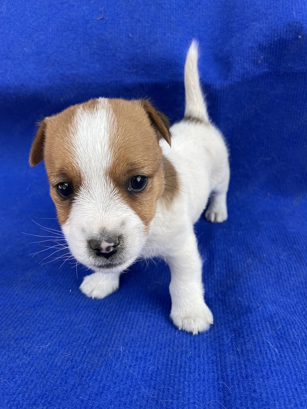 Azonnal elvihető fajta jellegű Jack Russel terrier kiskutyák!