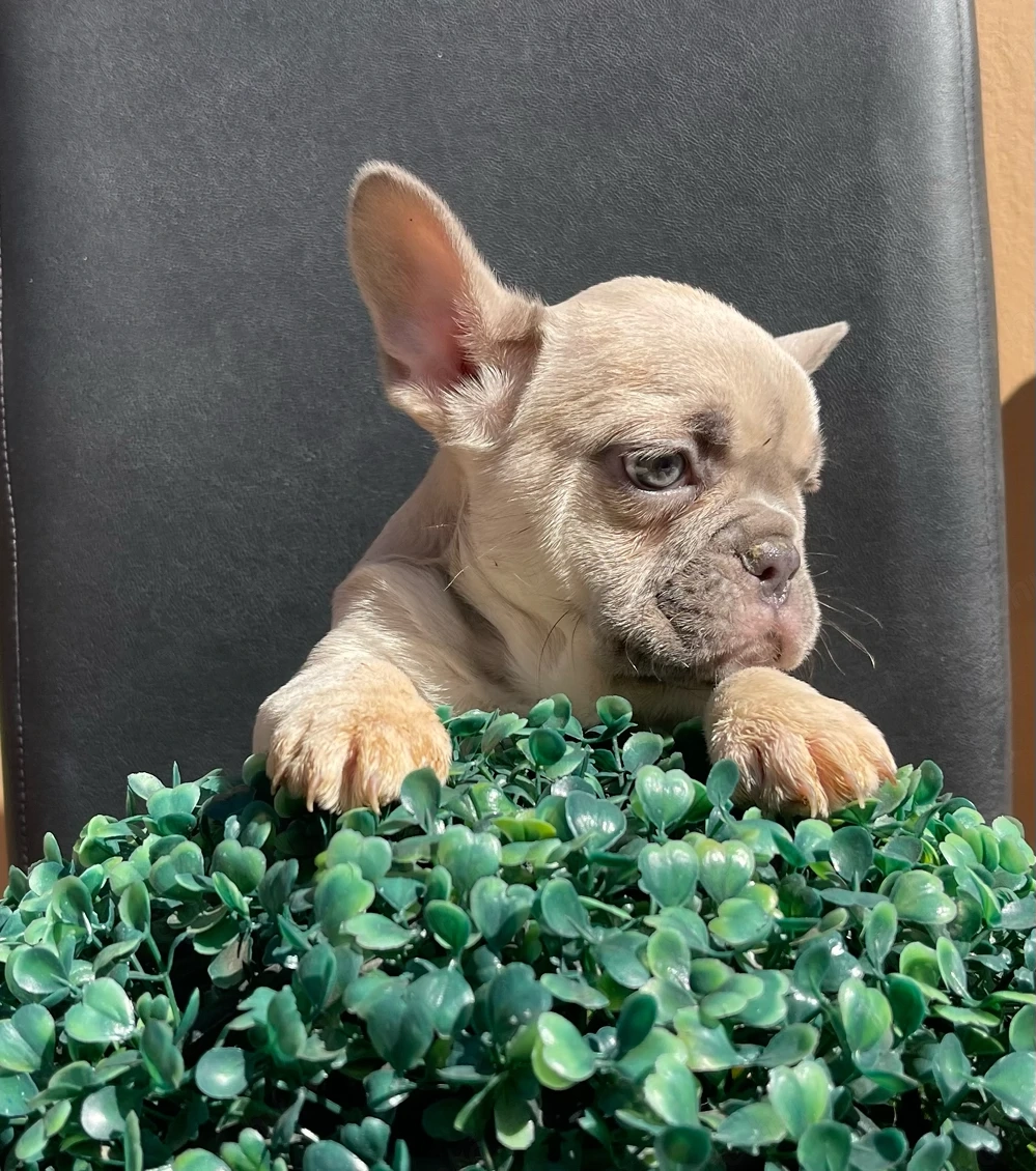 Francia bulldog kiskutya